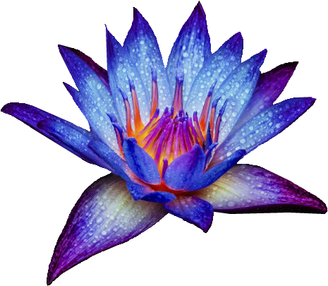 Blue Water Lily Png (500x456)