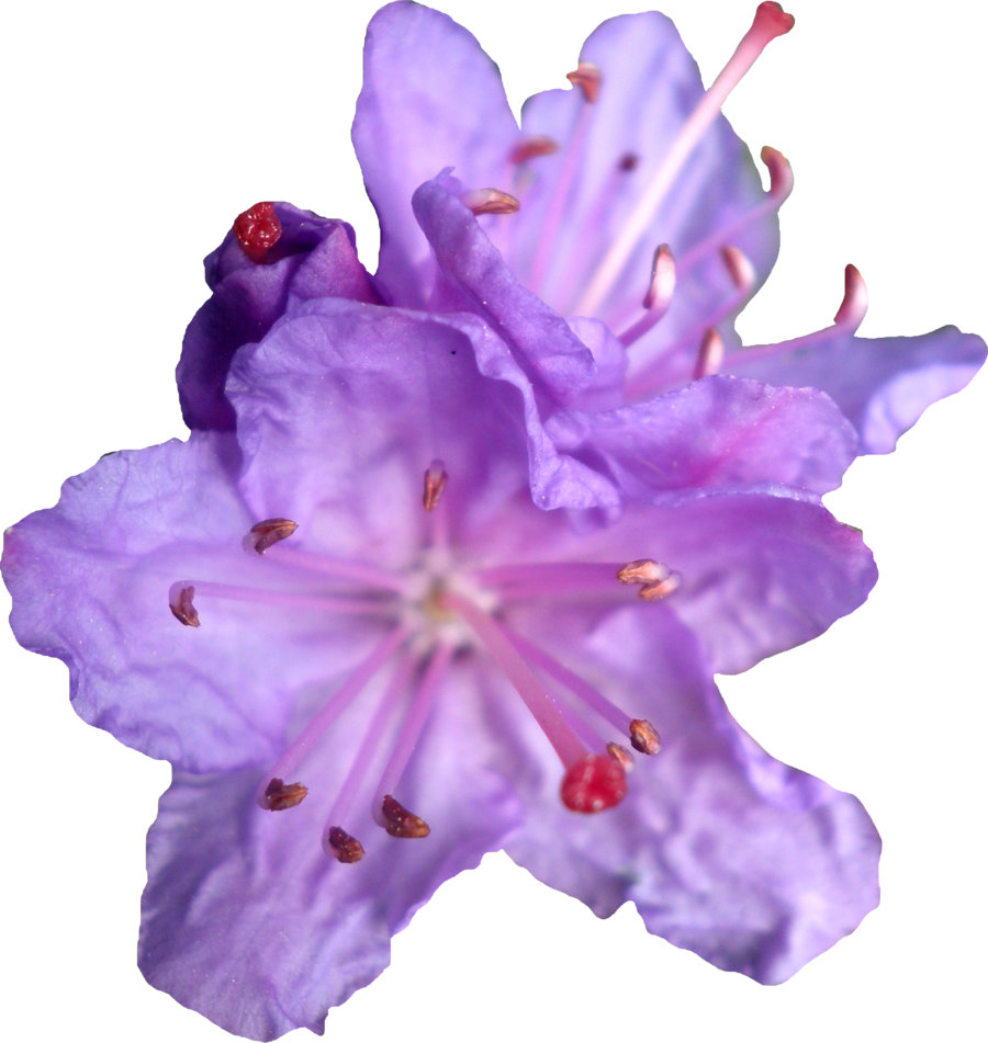 Purple Rhododendren Png By Thy Darkest Hour - Transparent Image Purple Flowers (900x951)