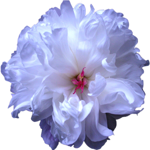 Botanical, Flower, And Peony Image - Light Blue Transparent Flower (500x485)