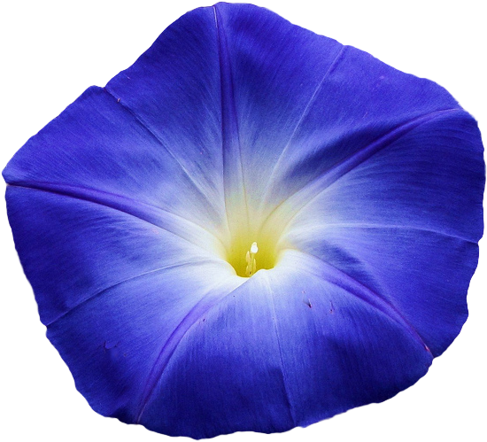 Morning Glory Flower Transparent (607x576)