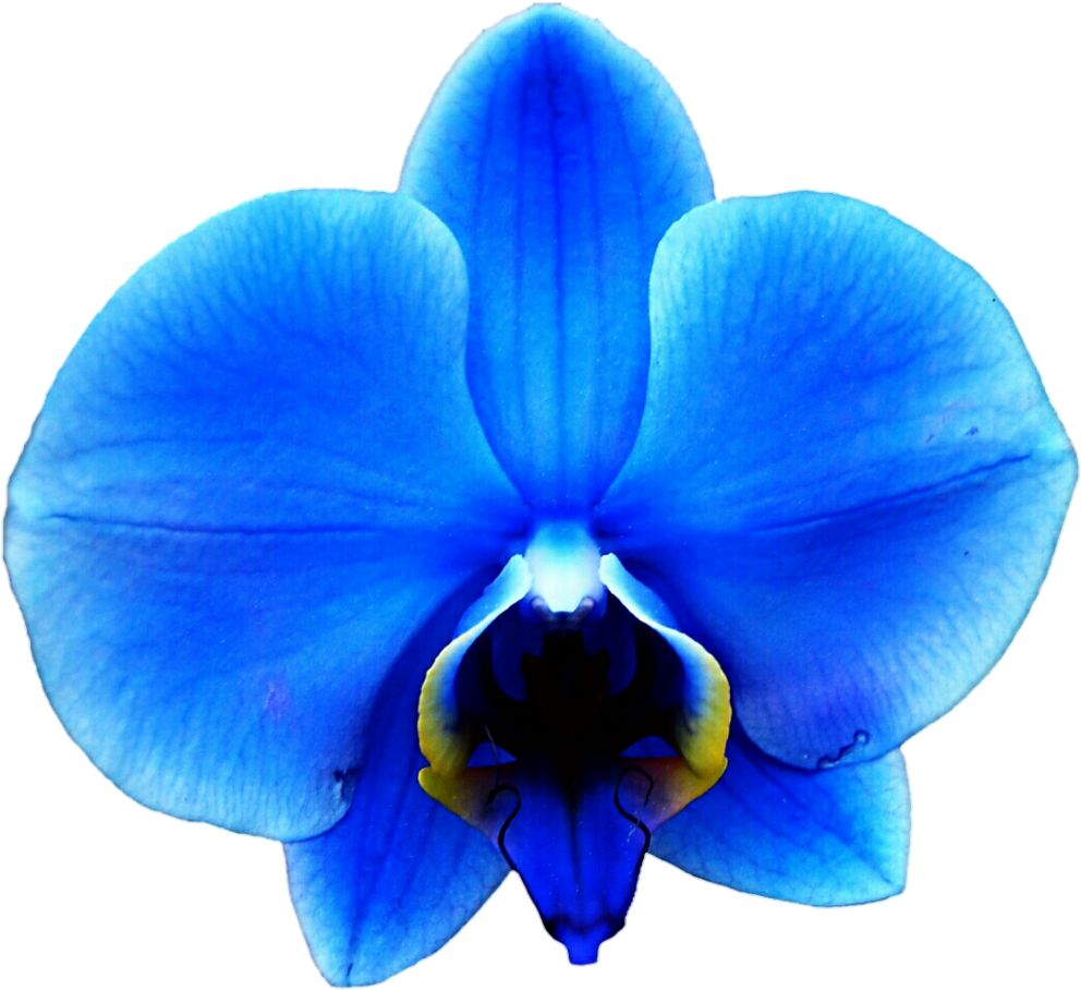 Blue Orchid Clipart - Royal Blue Blue Orchid (1024x934)