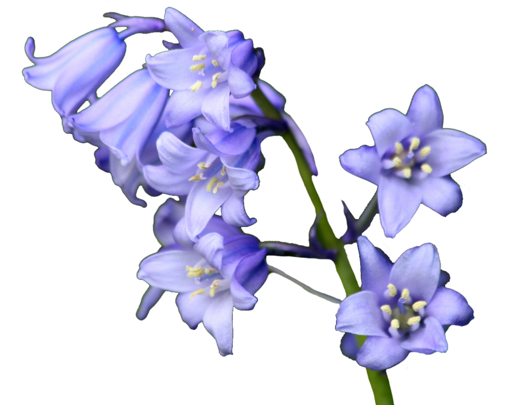 Related Blue Bell Flower Clipart - Transparent Blue Bell Flower (1000x800)