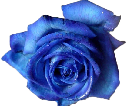 Blue Rose Png By Vixen1978 On Clipart Library - Blue Rose (709x531)