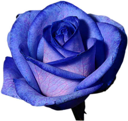 Transparent Flowers - Rose (500x446)