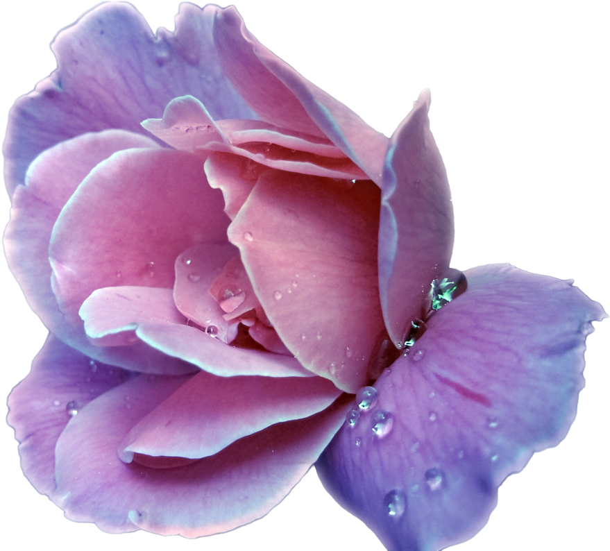 Lavender Rose By Sarthan - Simply Divine Diana Vreeland (900x803)