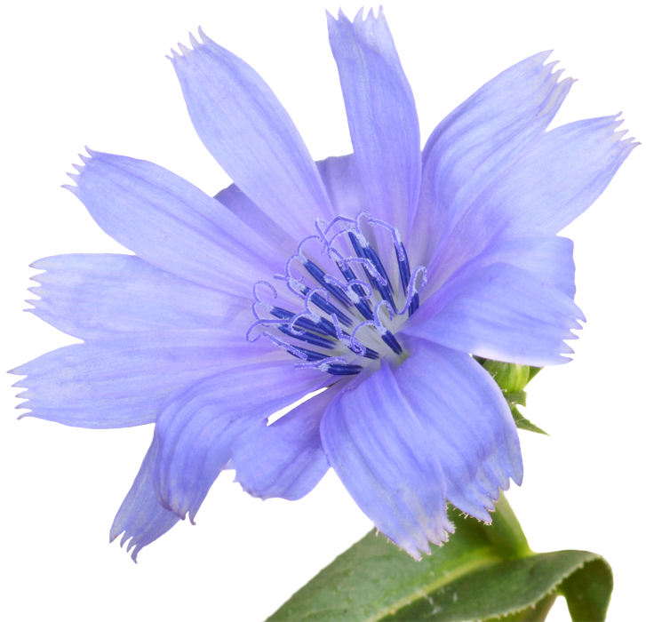 Making Healing Herbs Essences - Bach Flowers Png (727x700)