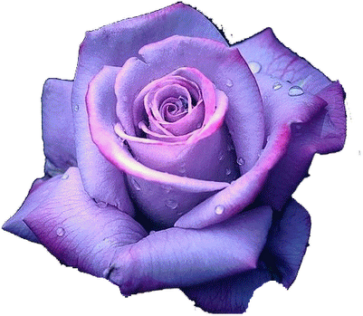 Drawings Of Purple Roses (400x366)