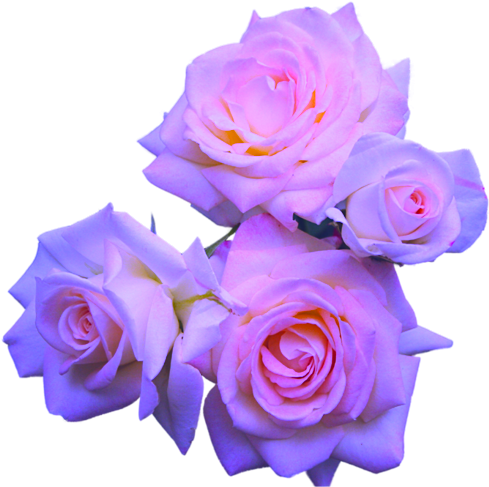Transparent Flowers - Transparent Purple Roses (500x500)