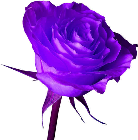 Purple Rose - Png Purple Rose Hd (683x600)