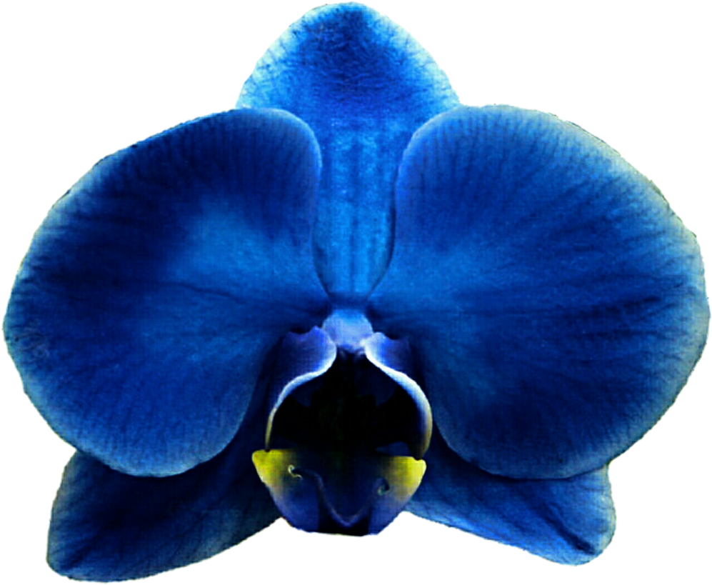 Blue Orchid Clipart - Moth Orchid (1024x841)