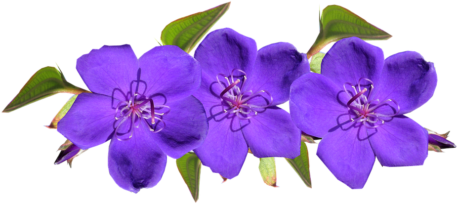 Purple, Flowers, Arrangement, Garden - Purple Flowers Transparent (960x451)