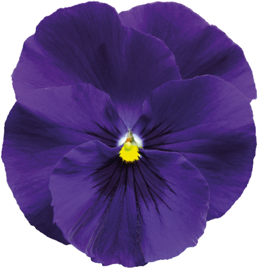 Deep Blue - Delta Air Lines (1000x1042)