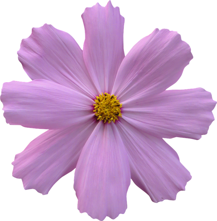 Cosmos, Flower, Garden, Nature, Purple - Purple Flower No Background (708x720)