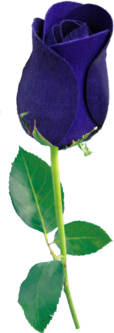 Blue Rose Png By Wsaconato - Blue Rose Png Transparent (462x1349)