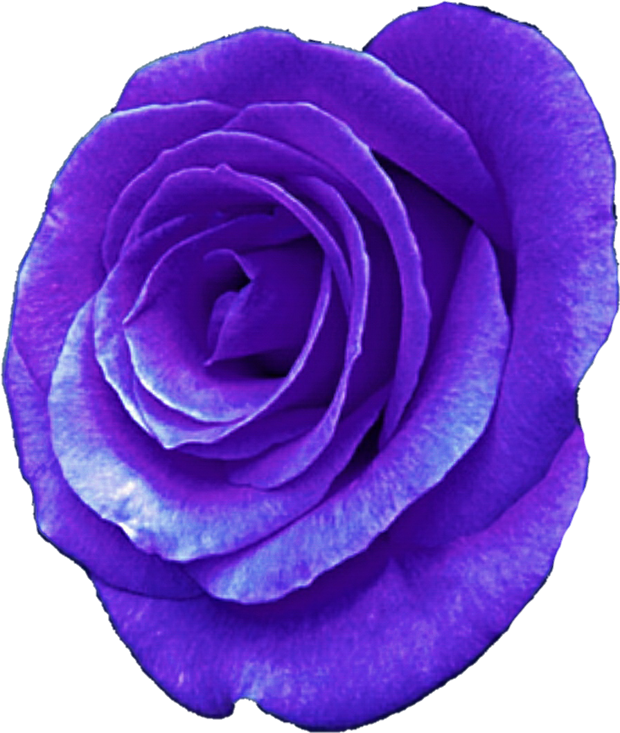 Purple Rose By Jeanicebartzen27 Purple Rose By Jeanicebartzen27 - Rose (920x1080)