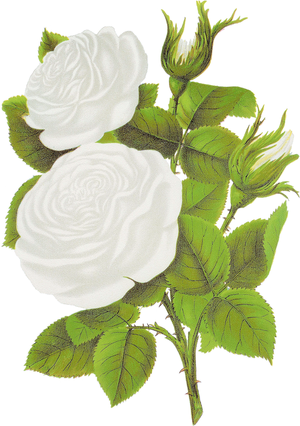 White Rose Clipart - Garden Roses (1203x1600)