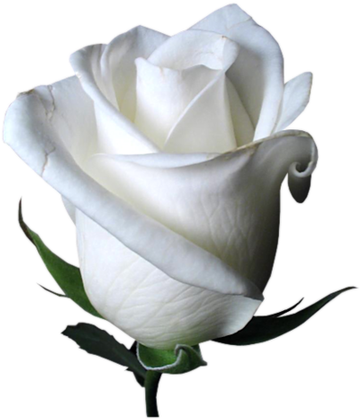 [ Img] - Beautiful White Rose Flower (433x500)