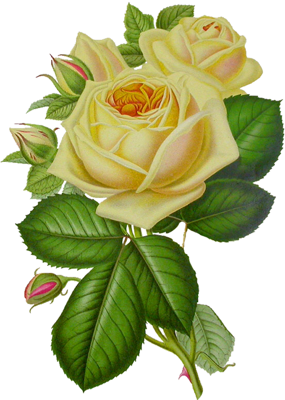 Rose Flower Png (600x840)