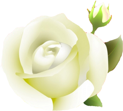 White Rose Png By Melissa-tm - Rose (900x786)