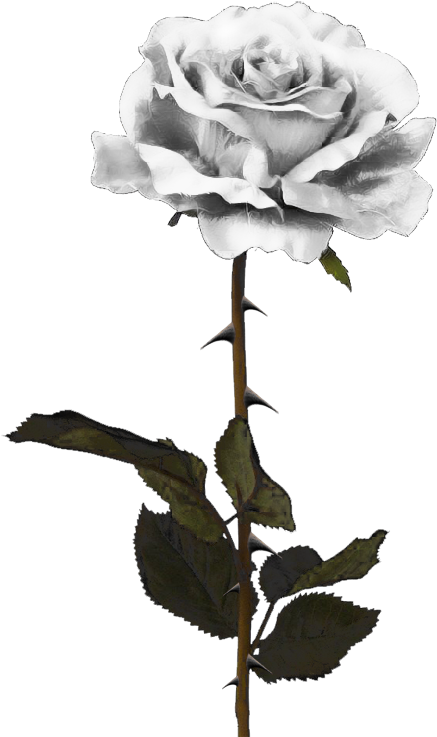 White Rose Png By Pixasso79 Stock-d5c99vm - White Rose Png By Pixasso79 Stock-d5c99vm (600x800)