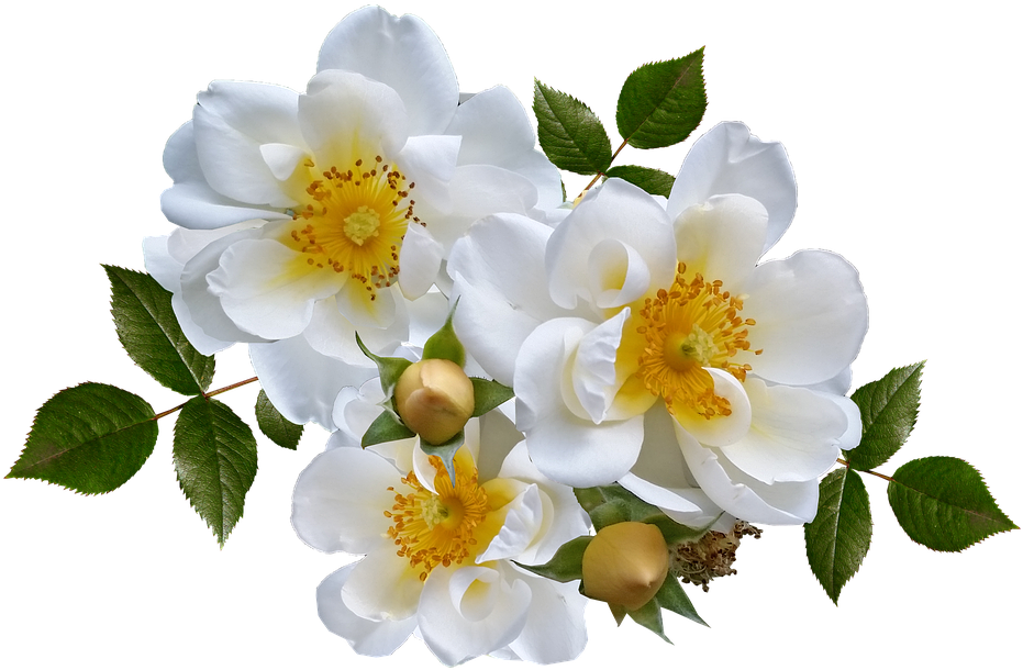 Rose, Flower, White, Arrangement - Rose Flower (960x644)