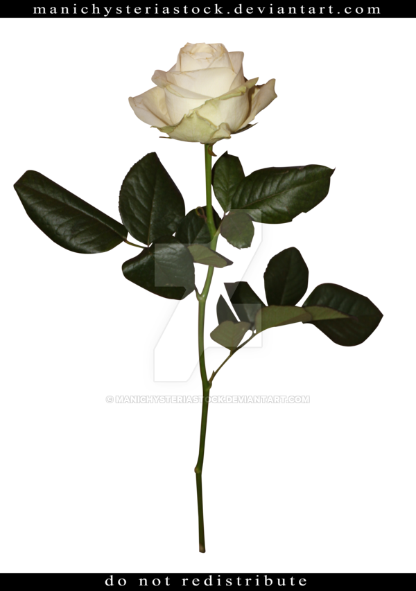 White Rose Long Stem Cut Out By Manichysteriastock - White Long Stem Roses (600x853)