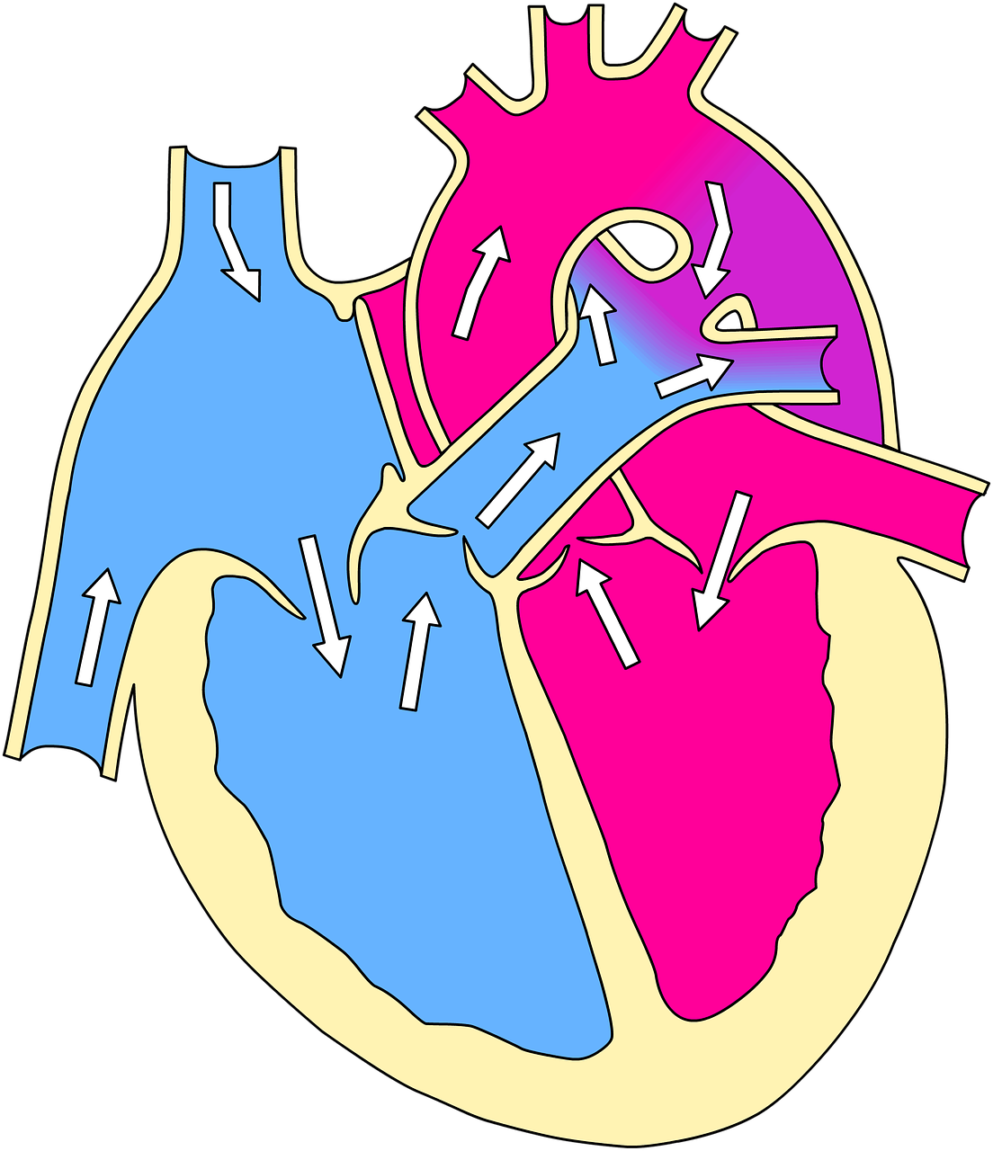 Real Heart Cartoon 24, Buy Clip Art - Acyanotic Vs Cyanotic Heart Defects (1104x1280)