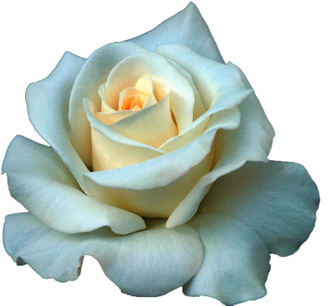 Full Grown White Rose Png - Transparent Background White Rose (500x442)