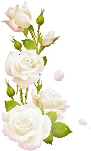 Renkli, Beyaz Güller, White Rose Png Pictures, Png - White Rose Frame Png (320x500)