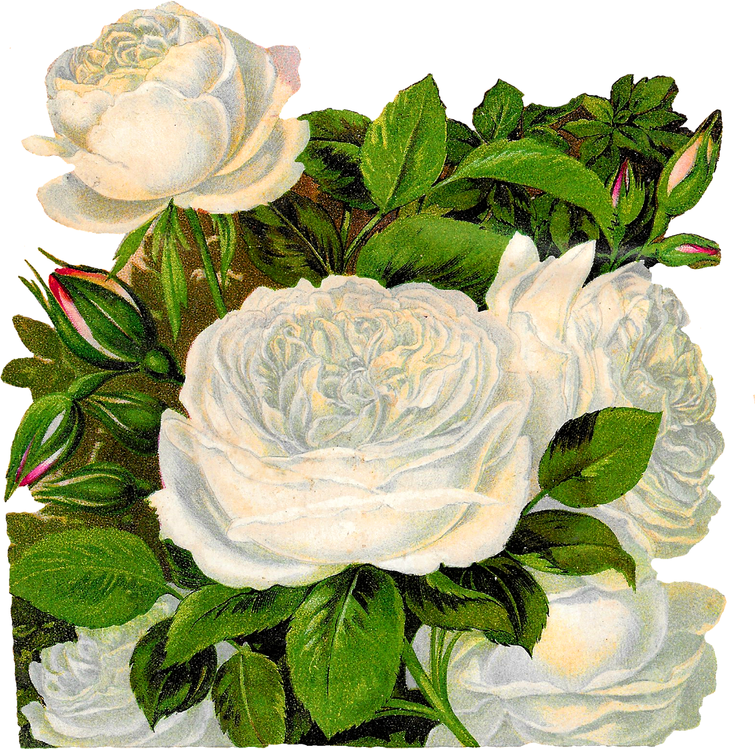 Royalty Clip Art Vector Logos Of Black And White Roses - Vintage White Rose Png (1547x1600)