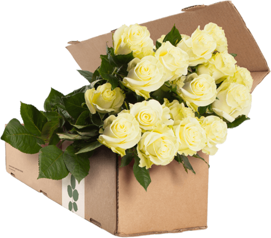 White Rose Stock Photos Royalty Business Images - Rose (530x466)