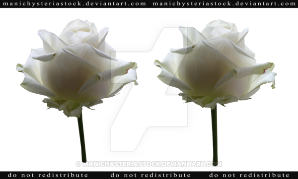 White Rose Cut Out 3 By Manichysteriastock - October 6 (600x361)