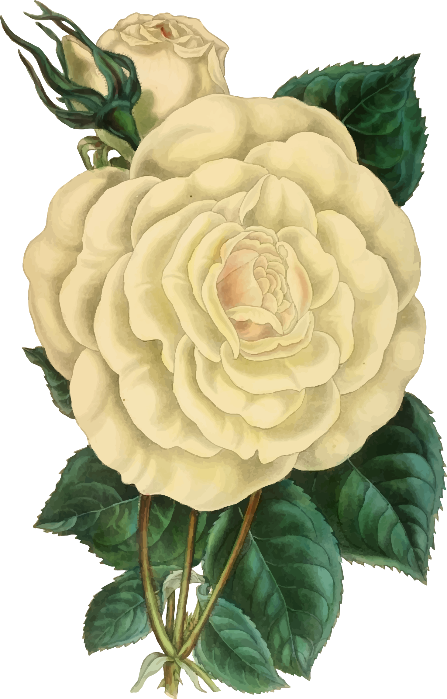 Vintage Flower Illustration Png - Vintage Flower Illustration Png (1471x2300)