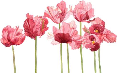 Transparent Flower - Tulips Watercolor (500x325)