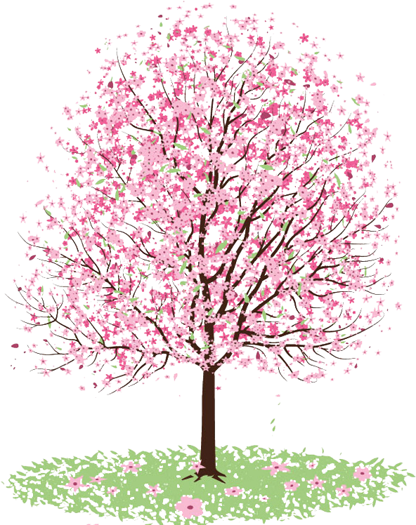 Related Categories - Cherry Blossom Tree Coloring (600x750)