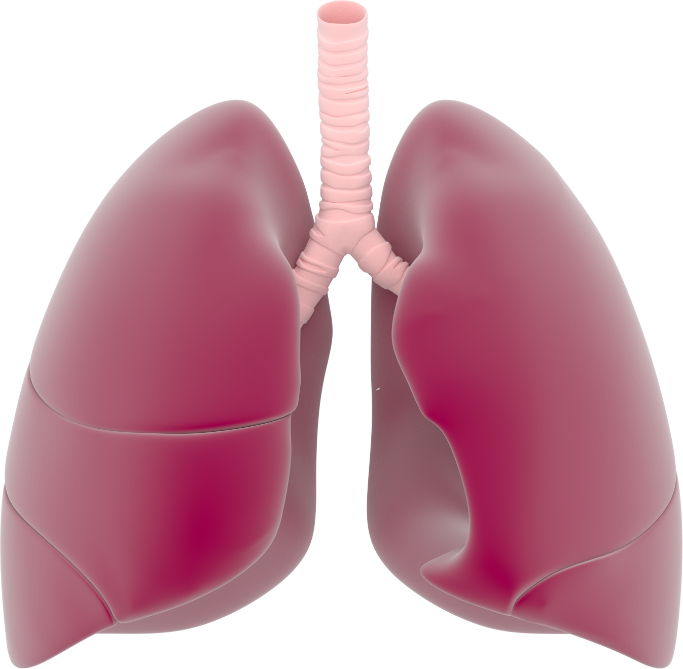 Lungs Png Transparent Images - Lungs Png (1347x1320)