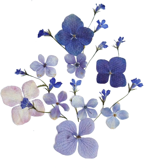 Transparent Blue Flowers - Flower Outline Transparent Background (484x610)