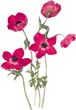 Flower Layouts - Poppy Anemone Drawing (400x400)