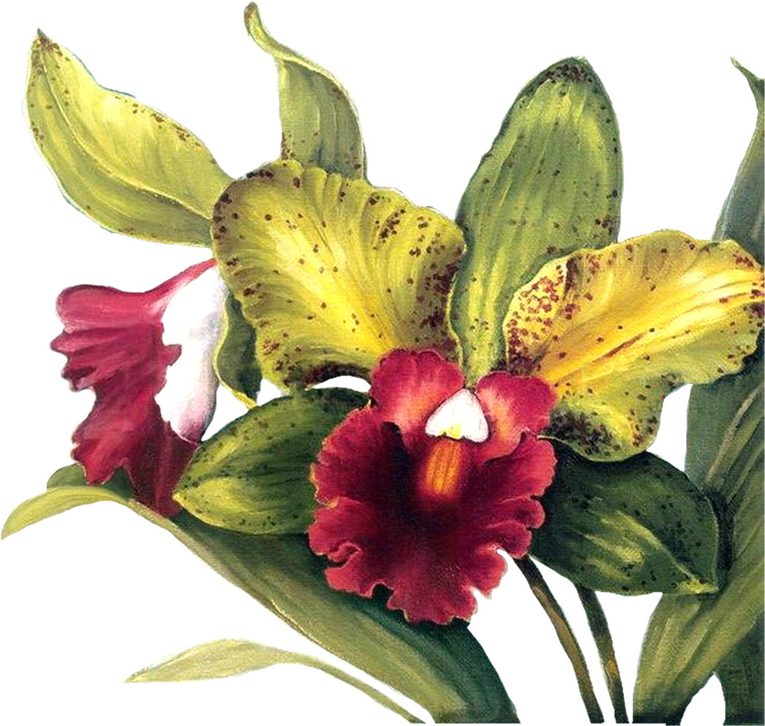 Decoupage Flower, Flower Painting, Flower Painting - Lisa Audit - Full Orchid Duo I No Longer In Print - (1600x1600)