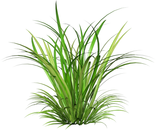 Architecture Portfolio - Grass Plant Png (600x499)