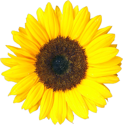 Transparent Sunflower - Grow Your Own Sunflower (500x505)