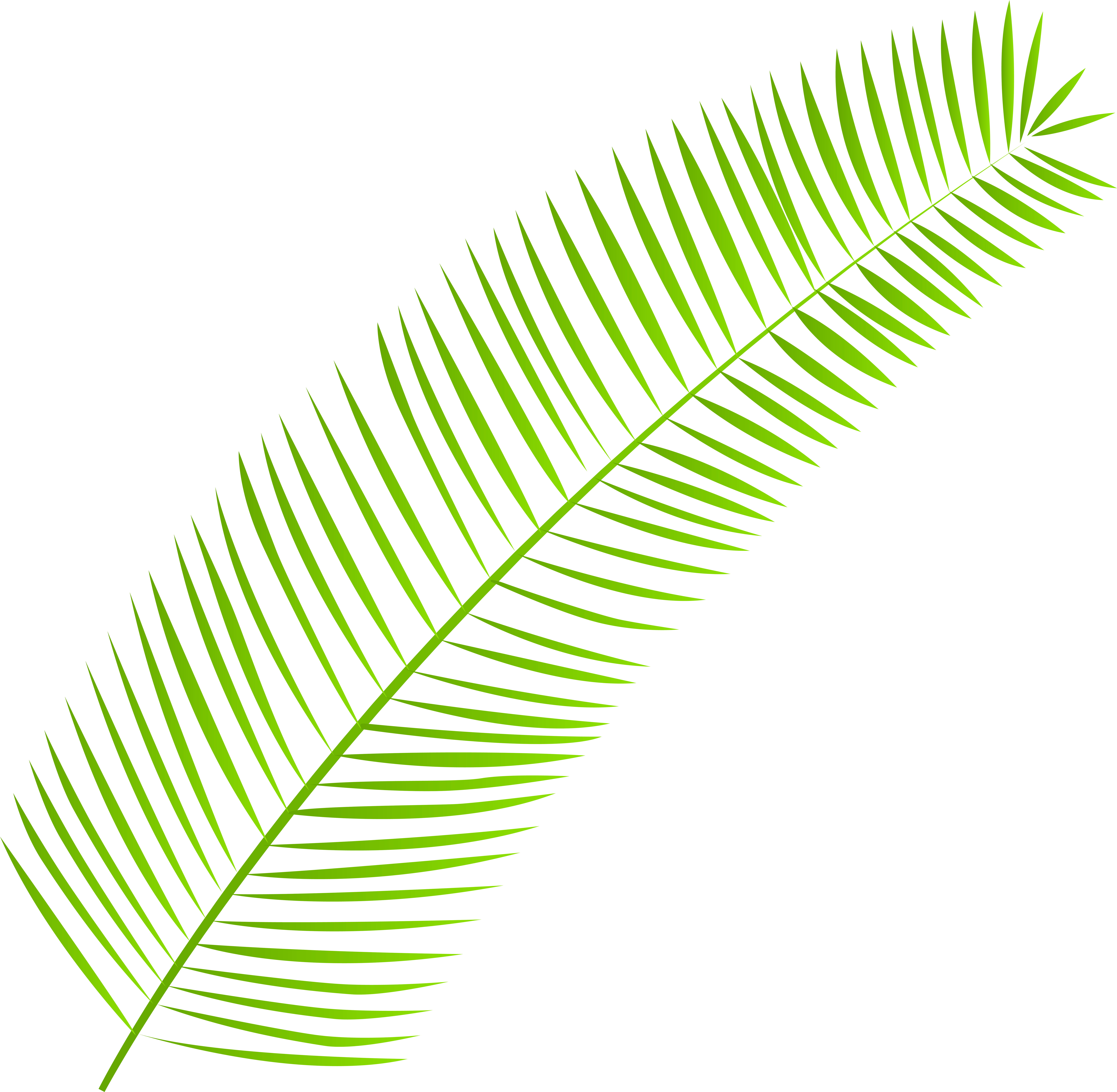 Palm Leaf Png Clip Art - Palm Leaf Png Clip Art (8000x7825)