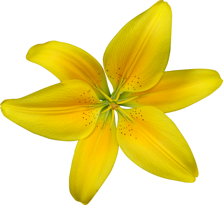 Amazing With Lys Fleur - House (750x689)