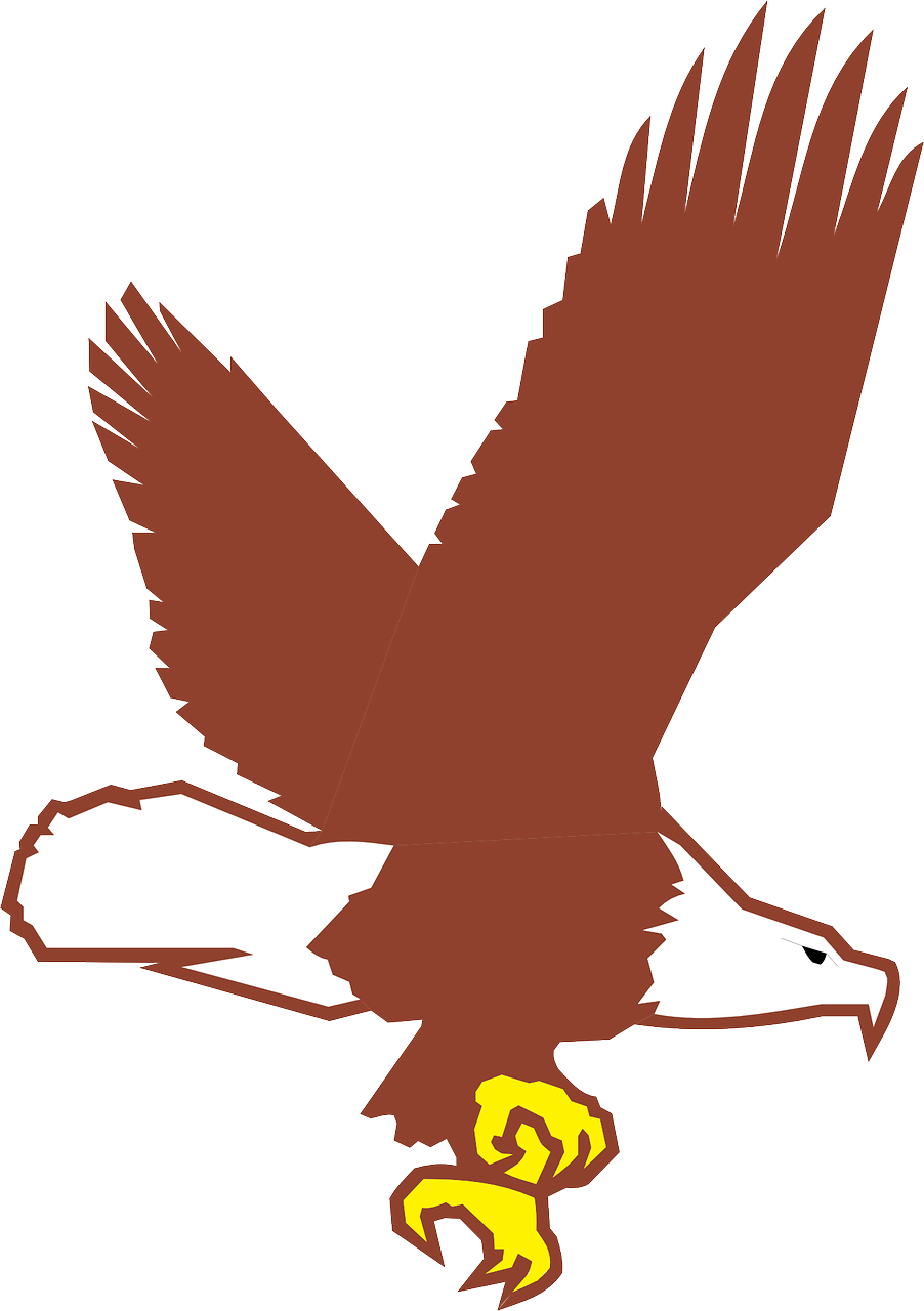 Eagle Bird Flying Wings Bald Png Image - Bald Eagle Flying Cartoon (902x1280)