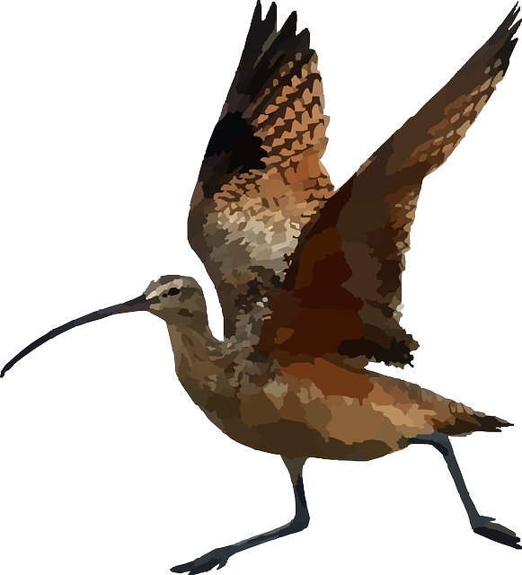 Fly, Running, Run, Wings, Curlew, Long, Animal - Wings On An Animal (581x640)