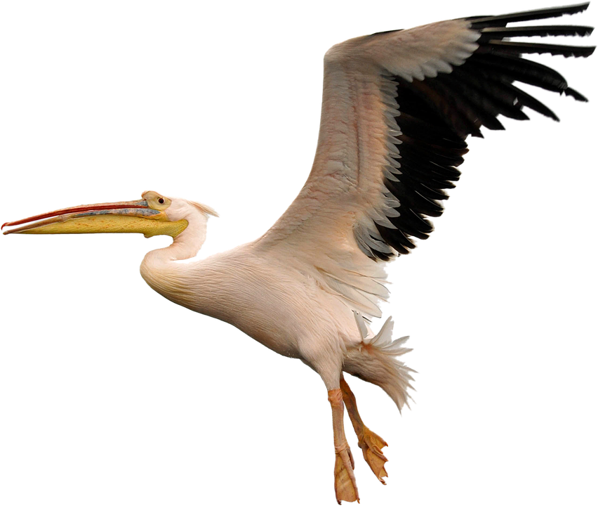 Fly Download Png Image - Pelican Flying Png (852x720)