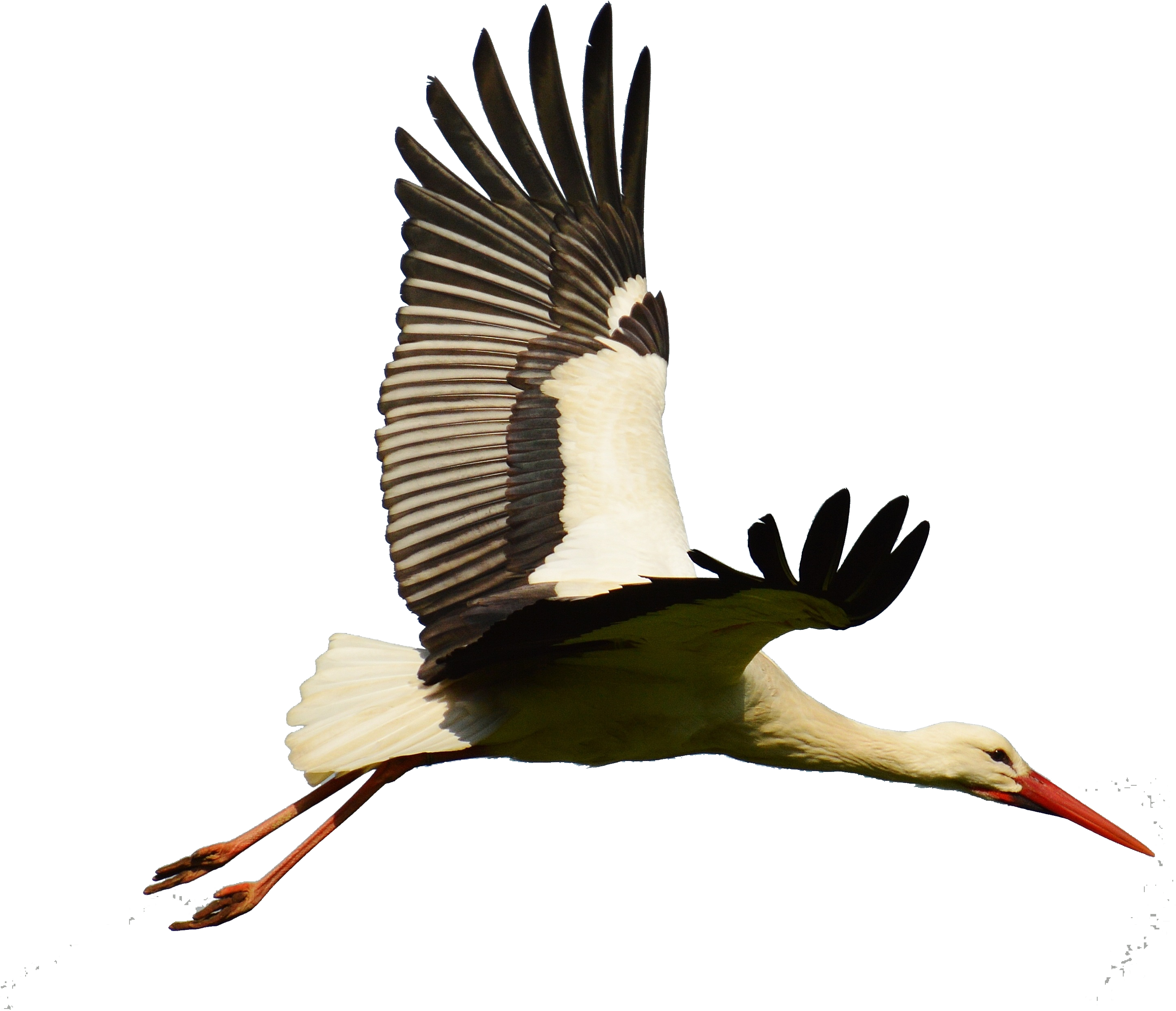 White Stork Bird Goose Flight - White Stork Png Flying (3165x2631)