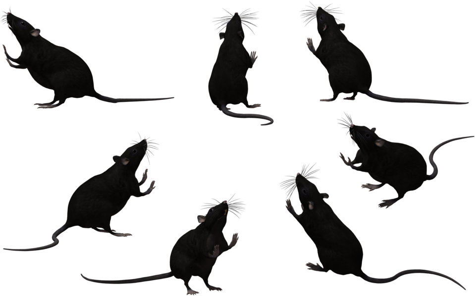 Black Rat Set 07 By Free - Rat (1024x645)