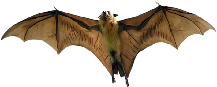 Indian Flying Fox Large Flying Fox Black Flying Fox - Indian Flying Fox Large Flying Fox Black Flying Fox (800x533)