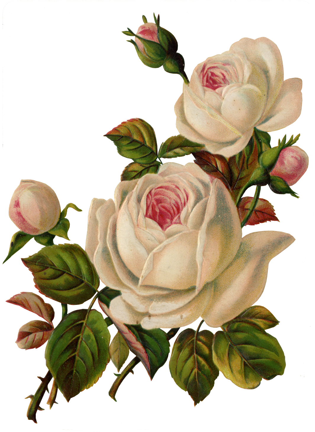 Vintage Flower Png (1069x1464)